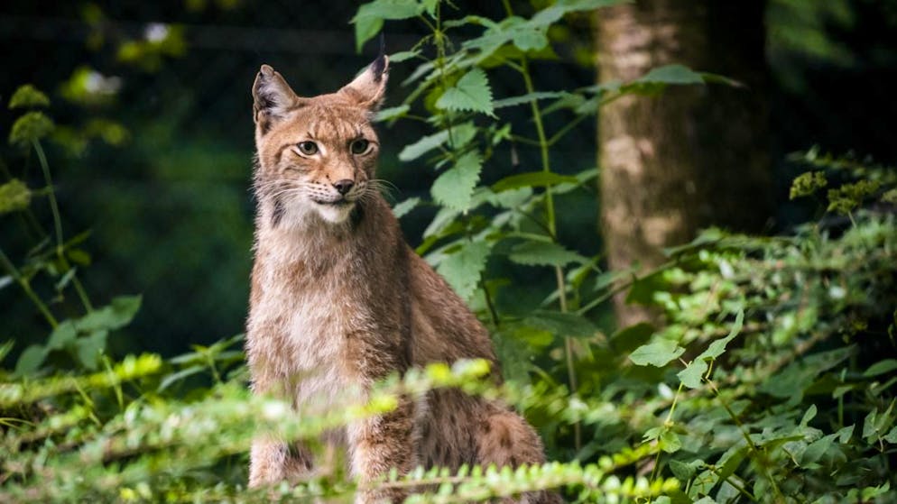 Due linci verranno rilasciate in due operazioni separate in Surselva. In questo modo verranno sostituiti gli esemplari abbattuti erroneamente nel novembre dell'anno scorso da parte di un guardiano della selvaggina. (immagine simbolica)