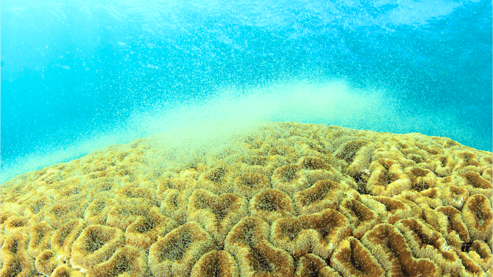 Naturph&#xE4;nomen im Great Barriere Reef. Darum ist das Korallenlaichen zentral f&#xFC;r ein intaktes Riff
