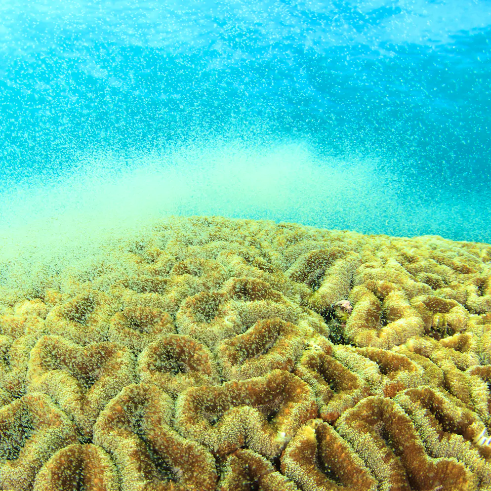 Naturphänomen im Great Barriere Reef. Darum ist das Korallenlaichen zentral für ein intaktes Riff