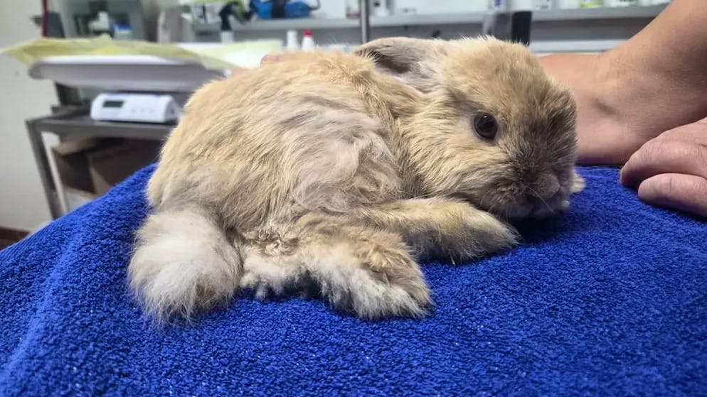 Animal shelter files charges. German influencer abandoned rabbits in the forest