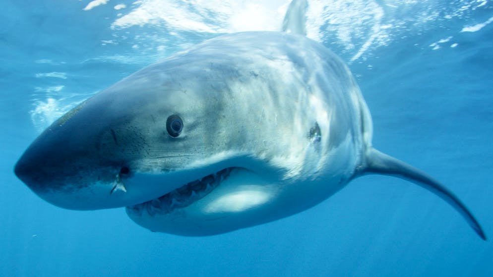 Les chercheurs soulignent que les requins doivent être protégés, alors que la surpêche décime certaines espèces.