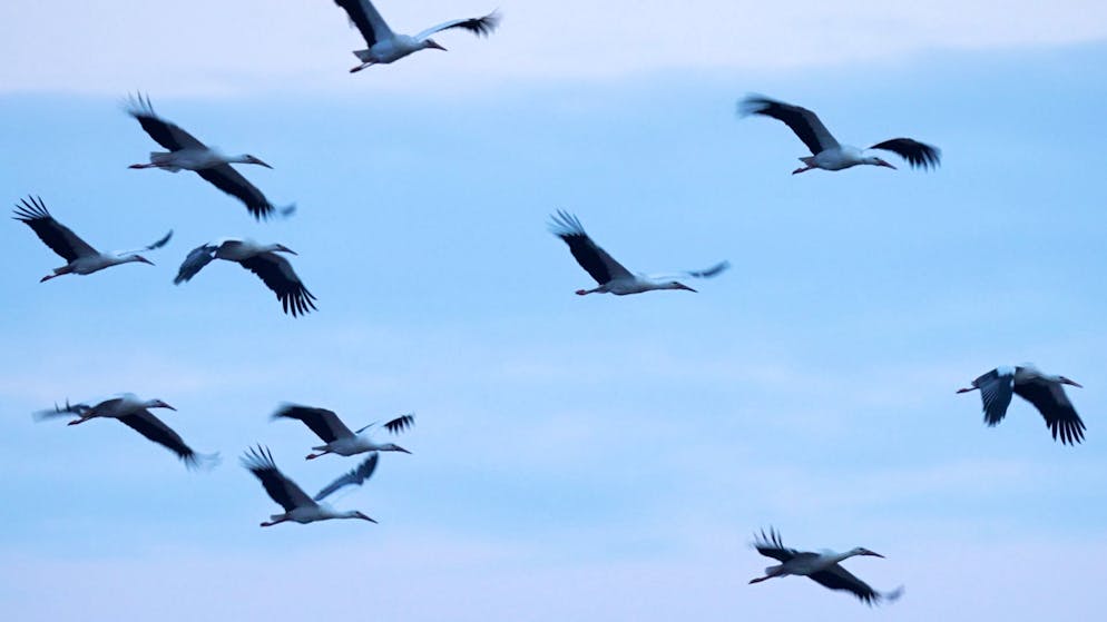 Naturspektakel im Zürcher Unterland. Hier fliegen 200 Weissstörche zum Übernachten ein