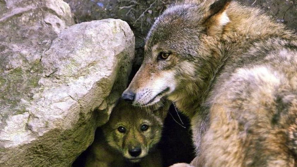 Ticino. Due terzi dei cuccioli del Gridone potranno essere abbattuti
