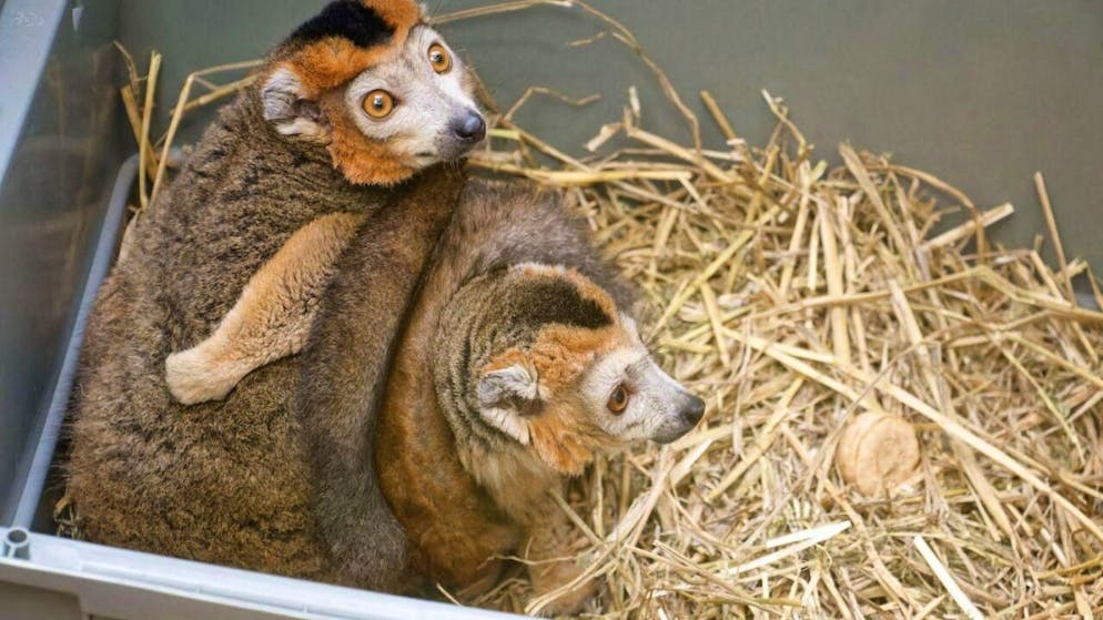 Les deux jumeaux sont arrivés jeudi en terres vaudoises depuis le parc zoologique de Cerza en Normandie.
