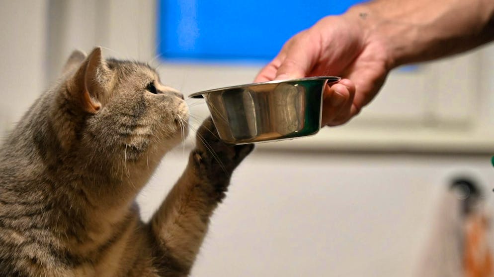 Studi in corso. Arriva l’Ozempic anche per i gatti? Ecco il nuovo farmaco simile alle iniezioni anti-obesità