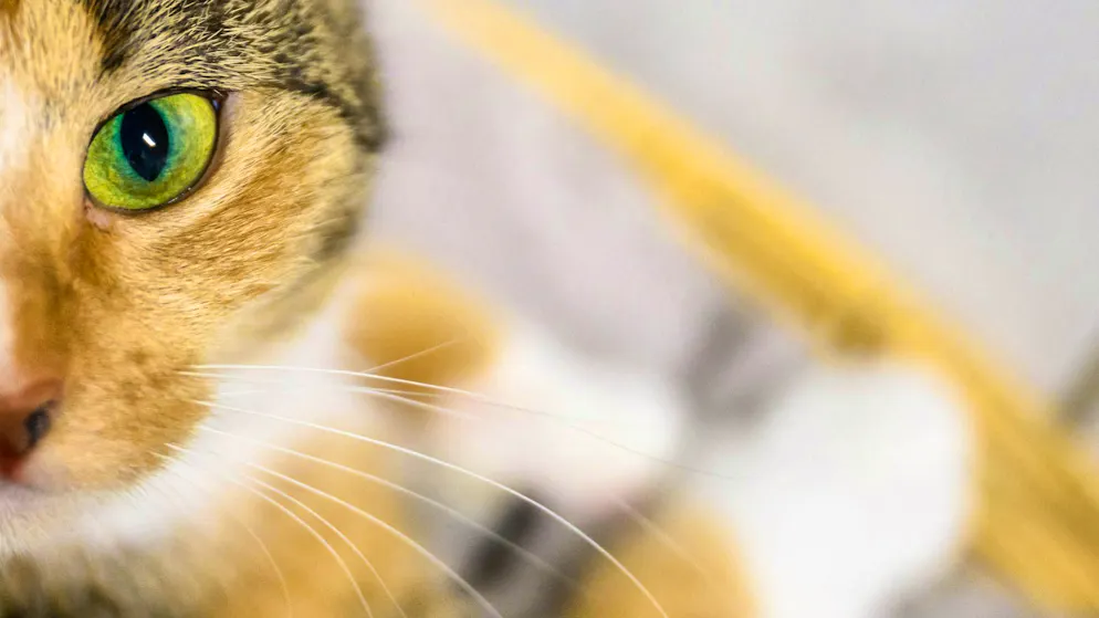 Sei d'accordo?. Un sindaco italiano lancia la provocazione: «Tassa di 20 euro per chi ha animali, ma non figli»