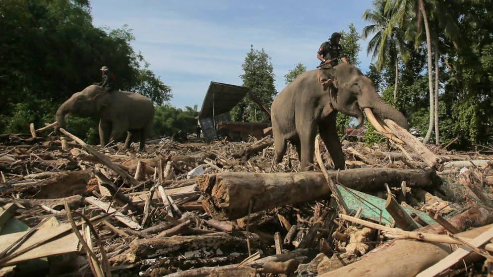 Elefanti al lavoro per liberare i villaggi dai dettriti nella provincia di Aceh.