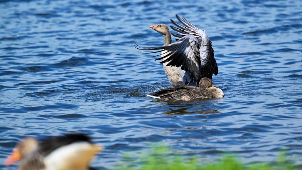 In tutto erano morte quattro anatre e due cigni. (Foto simbolica)