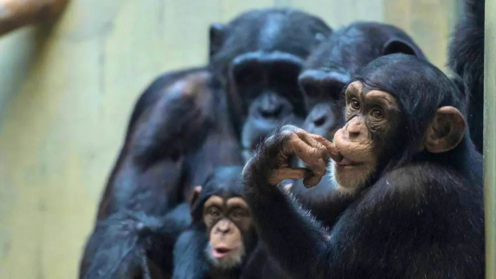 Chimpanzees sleep longer when they are in a group. (archive picture)