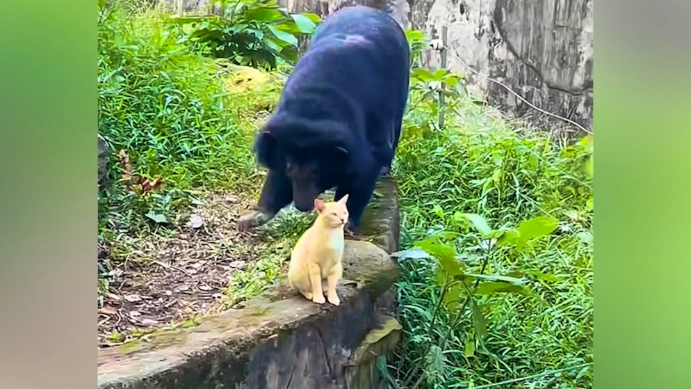 Who's the boss here?. Cute chick chilling with bears