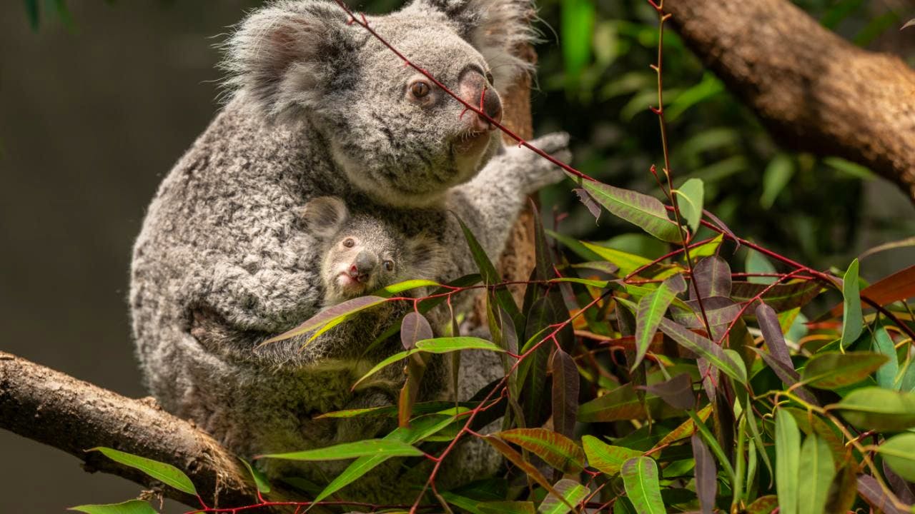 Tierwelt. Koala-Weibchen trägt seit sieben Monaten ein Jungtier im Beutel
