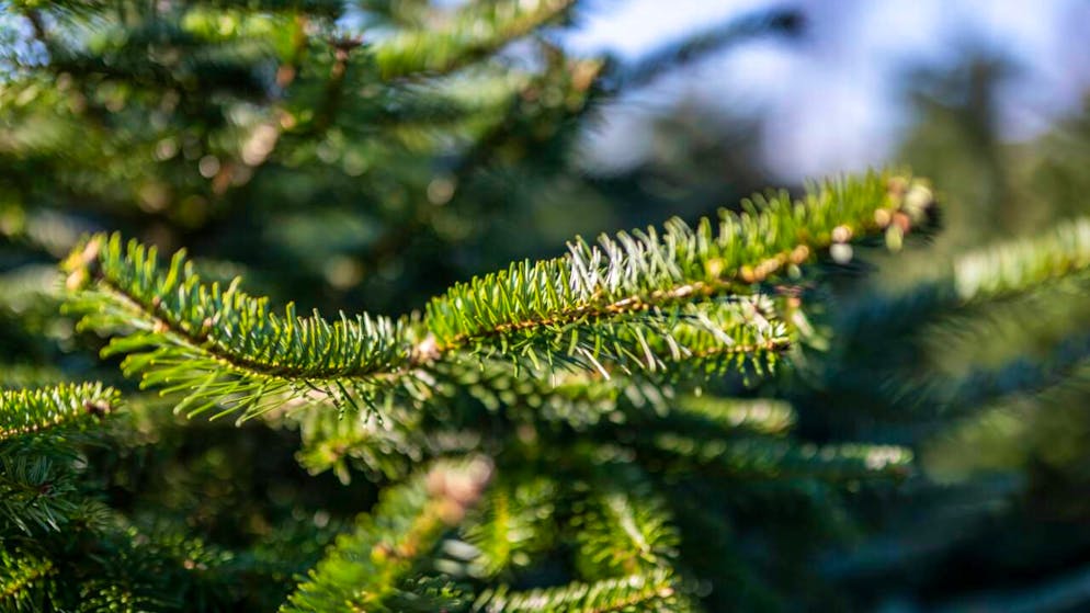 Meteo. Le possibilità di avere un bianco Natale in Svizzera sono scarse