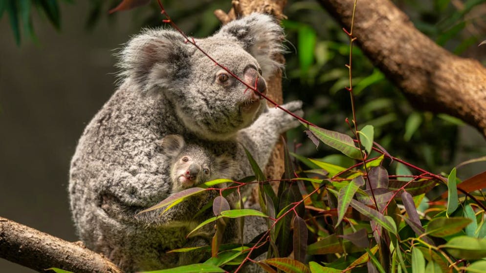 Lieto evento. Allo Zoo di Zurigo a maggio è nato un koala, ma solo ora è uscito dal marsupio