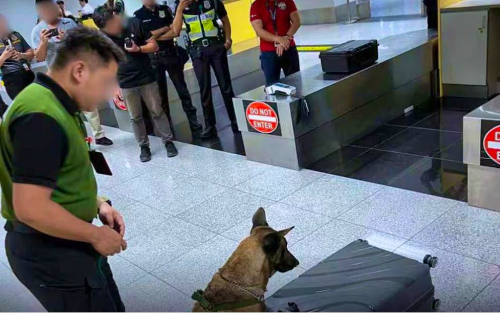 Drug smuggler. A drug-sniffing dog sniffed out the hot goods in the woman's luggage during a drug investigation.