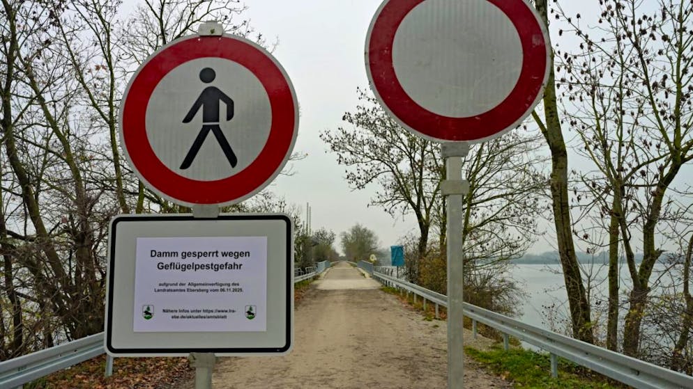 Il ritrovamento di tre cigni morti si inserisce nel contesto di una circolazione del virus in Svizzera e in Europa (immagine d'archivio).