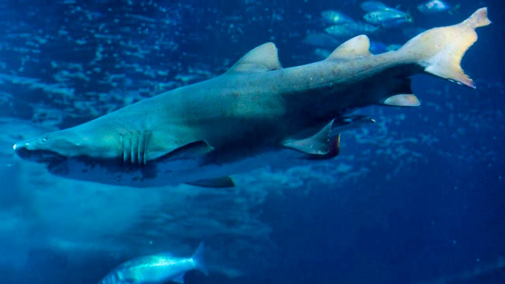 Fossil finds from the last 145 million years have provided new insights into the extinction and evolution of shark and ray species. (archive picture)