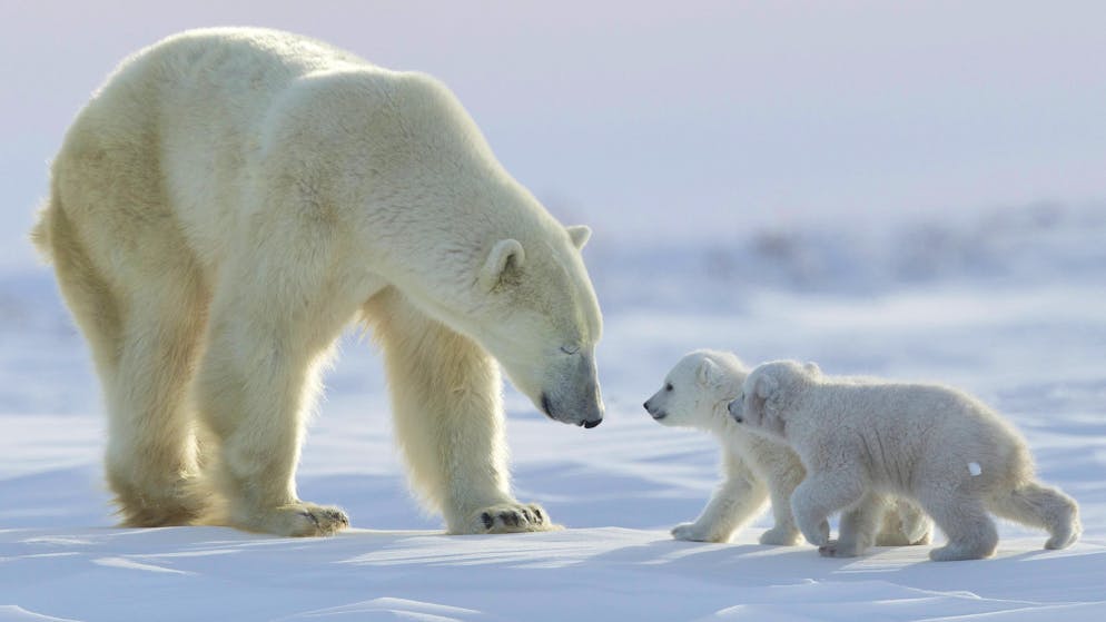 Une ourse polaire et ses deux oursons (photo d'illustration).
