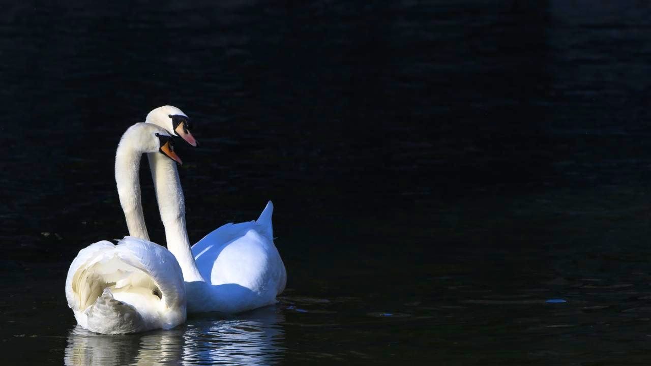 Tierseuchen. Schwäne in der Waadt sterben an Vogelgrippe