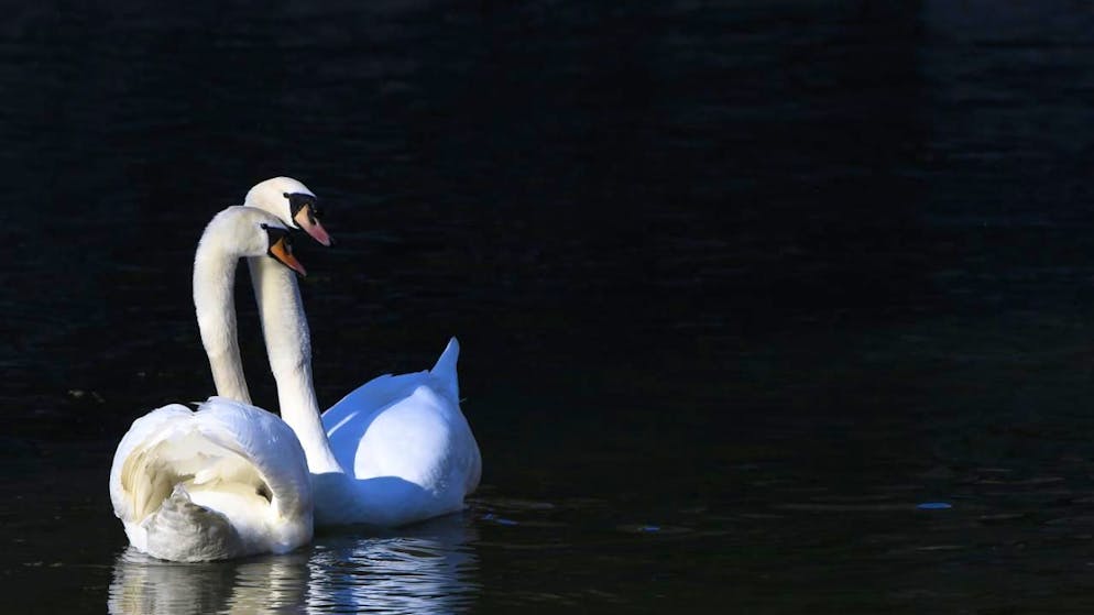 Auch Schwäne sind von der seit diesem Herbst wieder vermehrt beobachteten Vogelgrippe betroffen. (Archivbild)