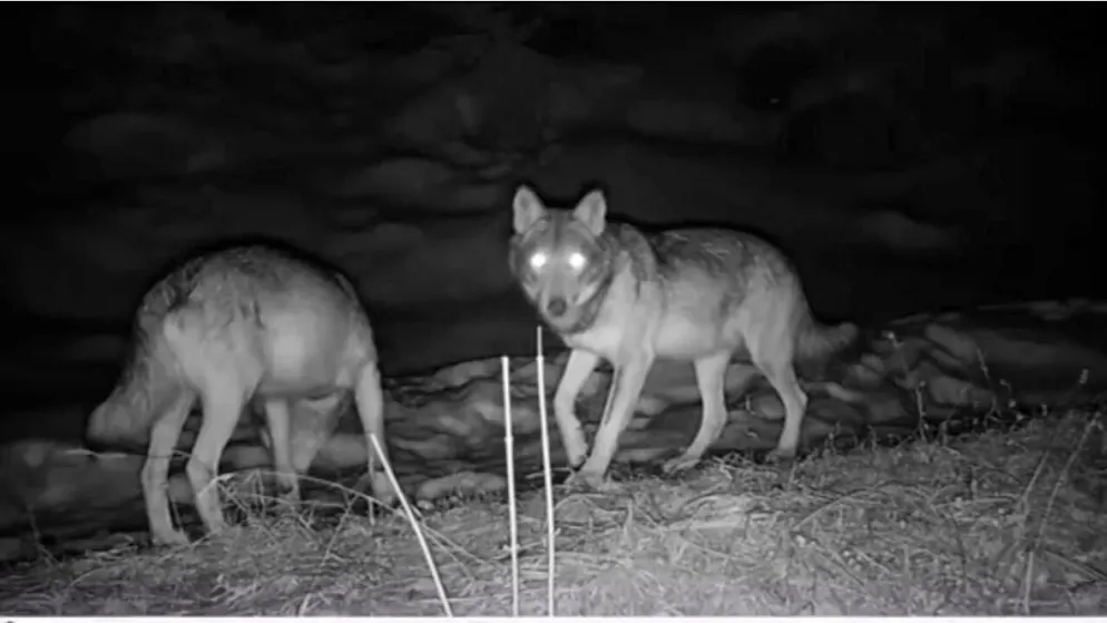 Aufnahme einer Fotofalle mit zwei von vier Wölfen im östlichen Sarneraatal in Obwalden.