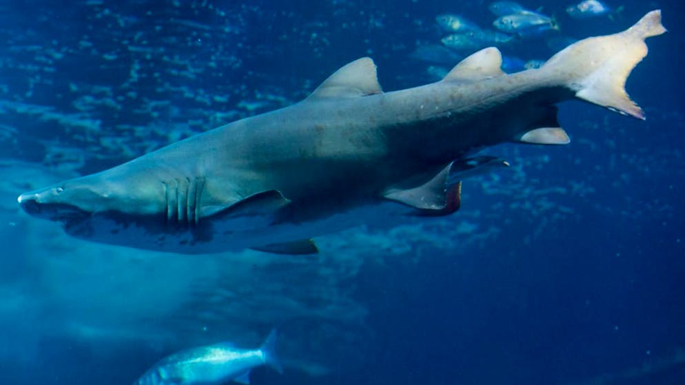 Fossilienfunde aus den letzten 145 Millionen Jahren lieferten neue Erkenntnisse über das Aussterben und die Evolution von Hai- und Rochenarten. (Archivbild)