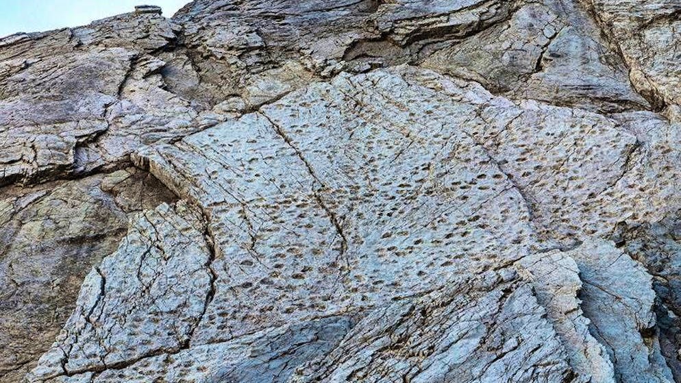 Lasciate 210 milioni di anni fa. Scoperte migliaia di orme di dinosauri nel Parco dello Stelvio in Valtellina