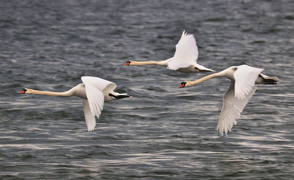 Pour rappel, la transmission du virus de la grippe aviaire à l'être humain est extrêmement rare et a été observée jusqu'ici uniquement dans des cas isolés à la suite de contacts étroits, non protégés avec des volailles infectées (archives).