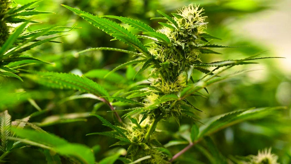 ARCHIVE - The inflorescences can be seen on cannabis plants. Photo: Martin Schutt/dpa