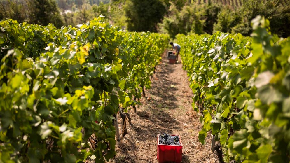 Le monde de la vitiviniculture traverse une période compliquée en Valais (photo d'illustration).