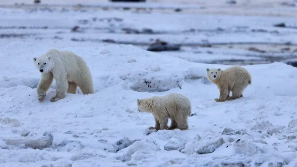 Rare case in research. Polar bear adopts a strange cub
