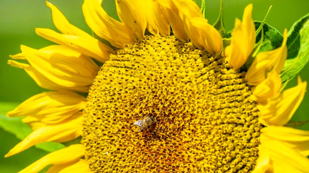 Allseeds Switzerland SA has been active in the grain and oil trade in Ukraine for 28 years. (symbolic image)