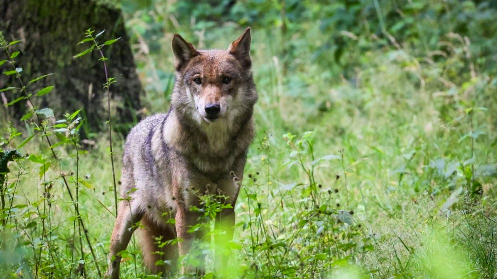 I lupi abbattuti sono "generalmente sani", indica l'Ufficio federale dell'ambiente (foto d'archivio)