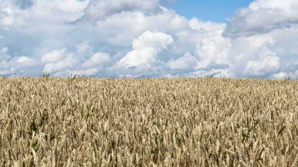 Die Getreidebranche erholte sich 2025 nach dem Einbruch in den Vorjahren. (Archivbild)