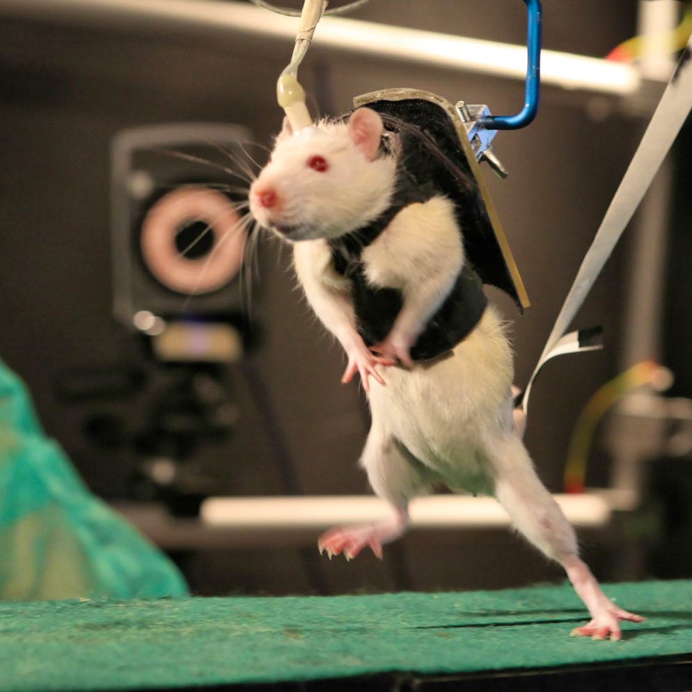 Depuis 2022. EPFL: plus de 250 rats de laboratoire ont trouvé une famille!