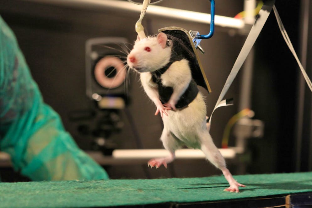 Sur cette photo non datée fournie par l'École polytechnique fédérale de Lausanne, un rat auparavant paralysé, équipé d'un harnais spécial, marche volontairement après plusieurs semaines de rééducation dans un laboratoire en Suisse.