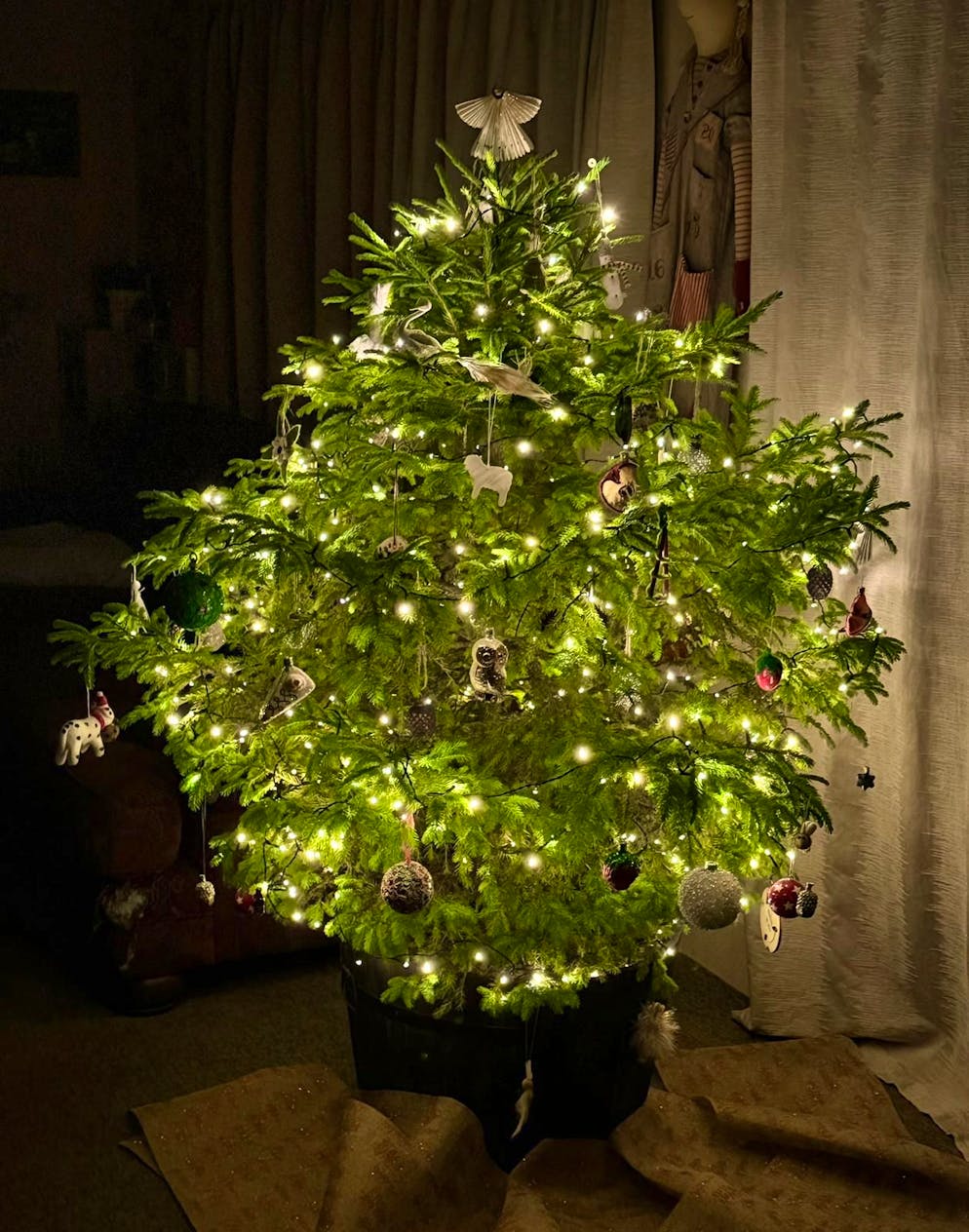 Weihnachtsbäume blue News Leser. Dieser Christbaum steht in Neuseeland, kommt eine Woche vor Weihnachten ins Haus und darf rund um Silvester für den Rest des Jahres wieder raus auf die Terrasse.