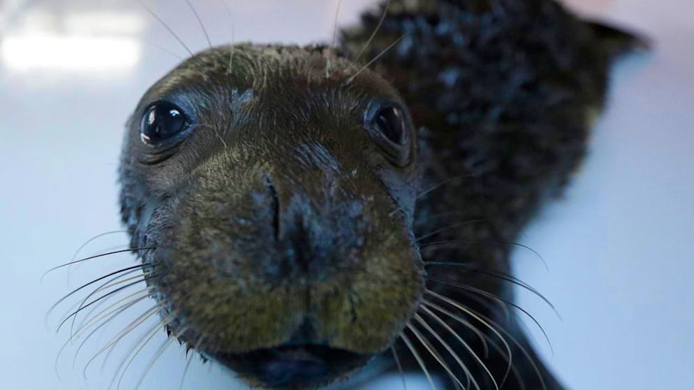 La foca monaca è una delle specie più rare del Mediterraneo e la sua presenza lungo le coste adriatiche è un evento eccezionale.
