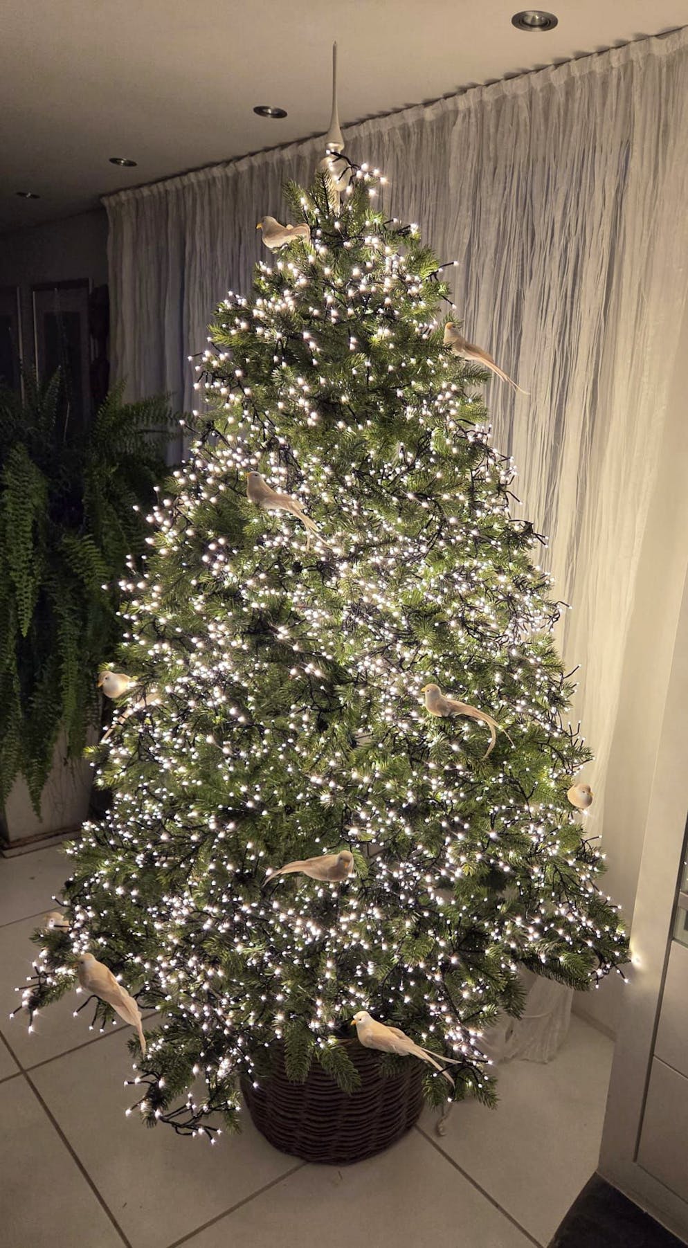 Weihnachtsbäume blue News Leser. Ob dieser tierische Baumschmuck in Wollerau SZ lebendig ist? Täuschend echt sieht er auf alle Fälle aus.