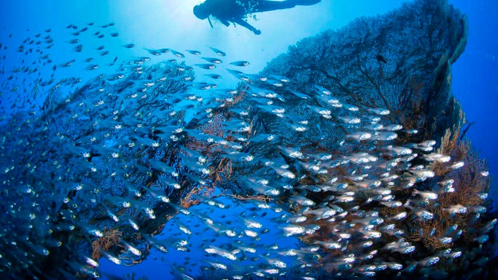 Stress thermique. Caraïbes : les récifs coralliens réduits de moitié depuis 1980