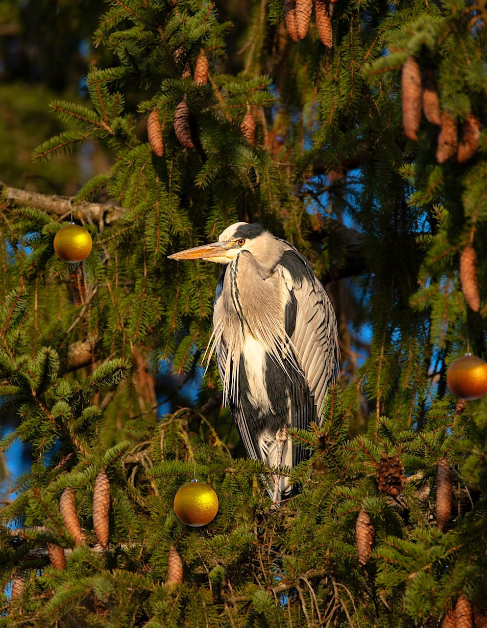 Weihnachtsbäume blue News Leser. Christbäume sind offenbar nicht nur bei Menschen beliebt.