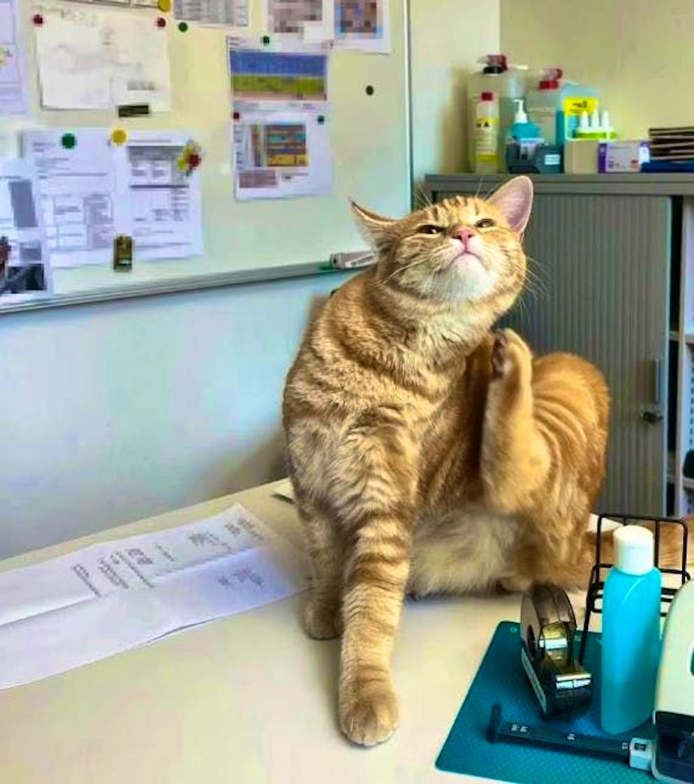 Cat "Ginger" apparently liked it at the Rorschach police station.