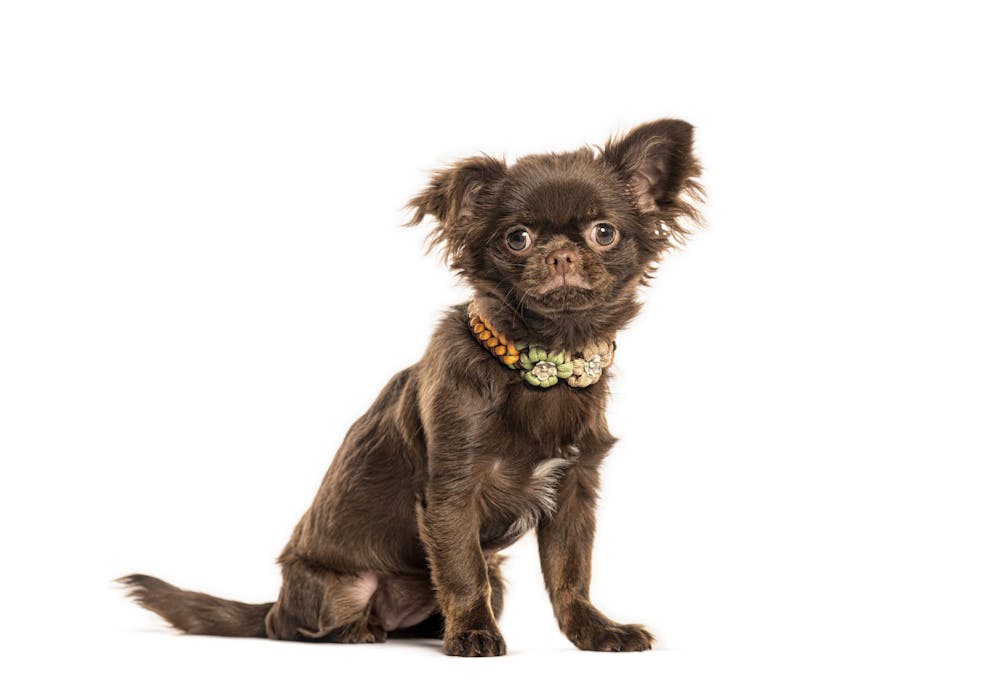 Cet été, un chihuahua a aidé à sauver un homme sur un glacier au-dessus de Saas-Fee (VS). (Image d'illustration)