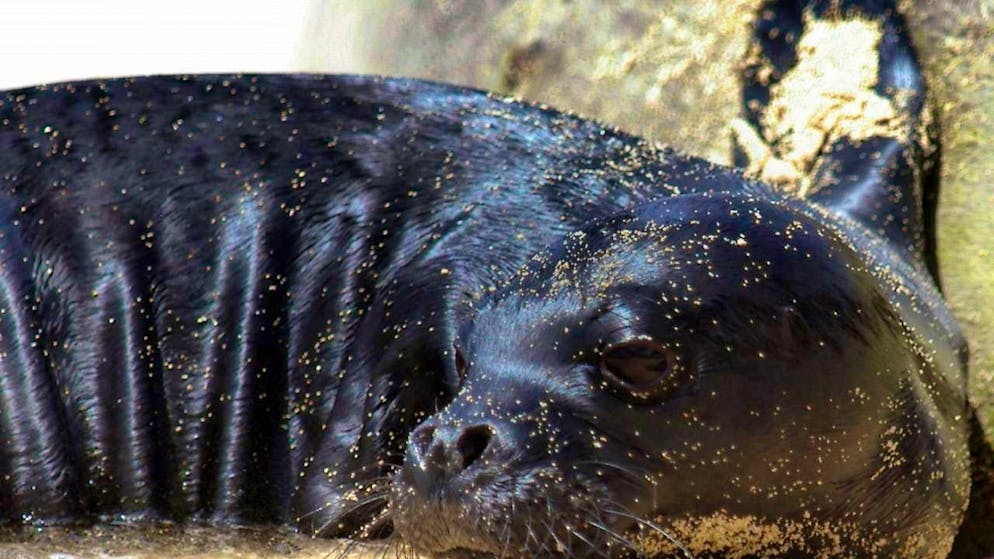 A rare monk seal has been spotted on the northern Adriatic coast of Italy. (archive picture)