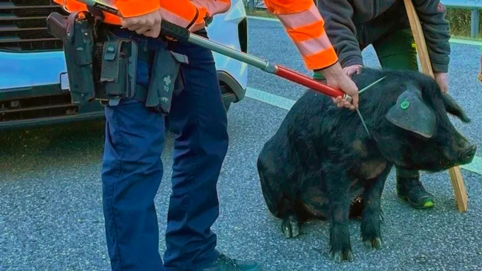 The boar paralyzed the A13 motorway near Chur on Saturday morning.