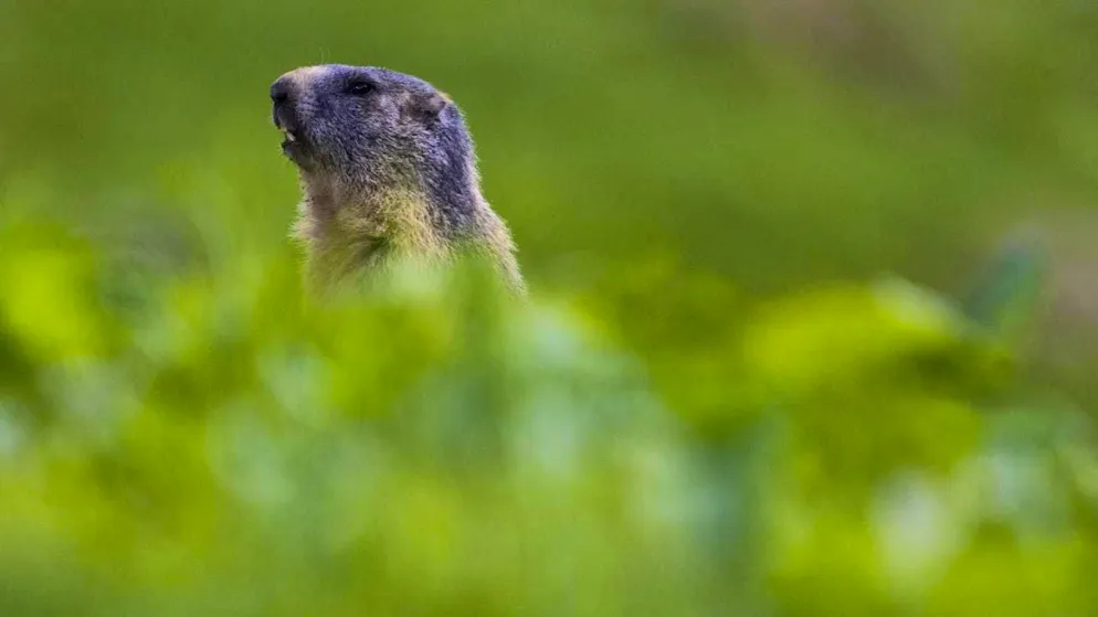 According to the WWF, marmots are among the losers of 2025 (archive image)