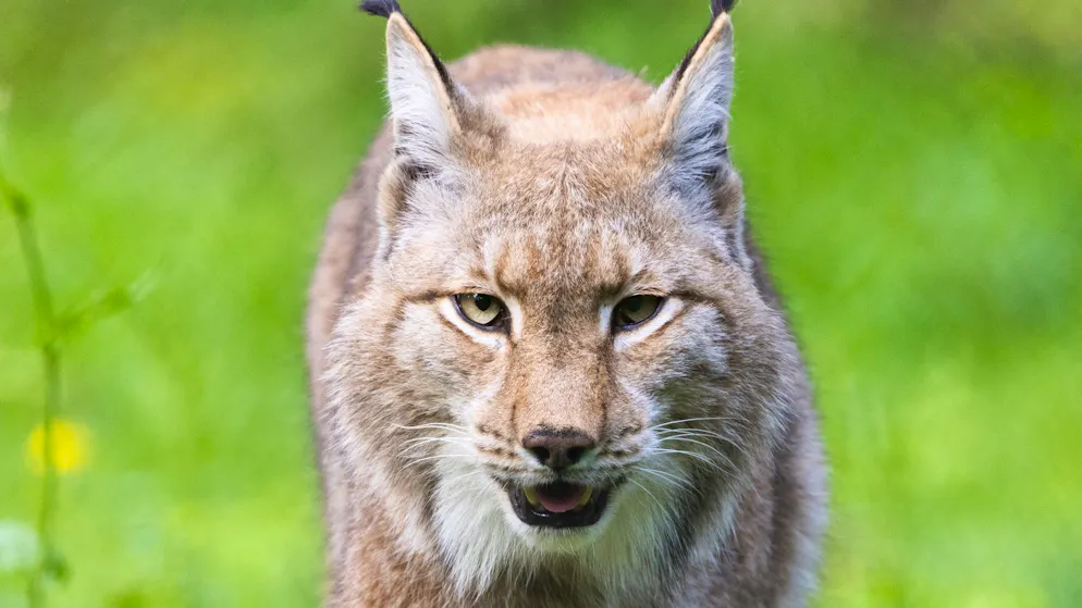 Luchs sucht Liebe. Grosskatze «Juro» kommt zur Partnersuche über den Rhein in die Schweiz