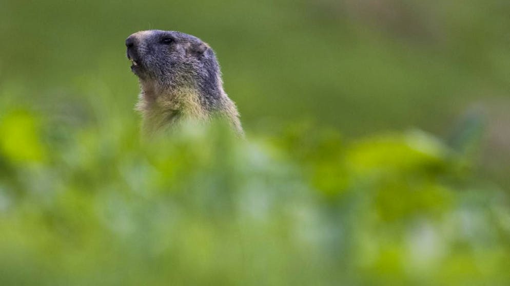 Protection animale. Le WWF désigne les gagnants et perdants 2025 du règne animal