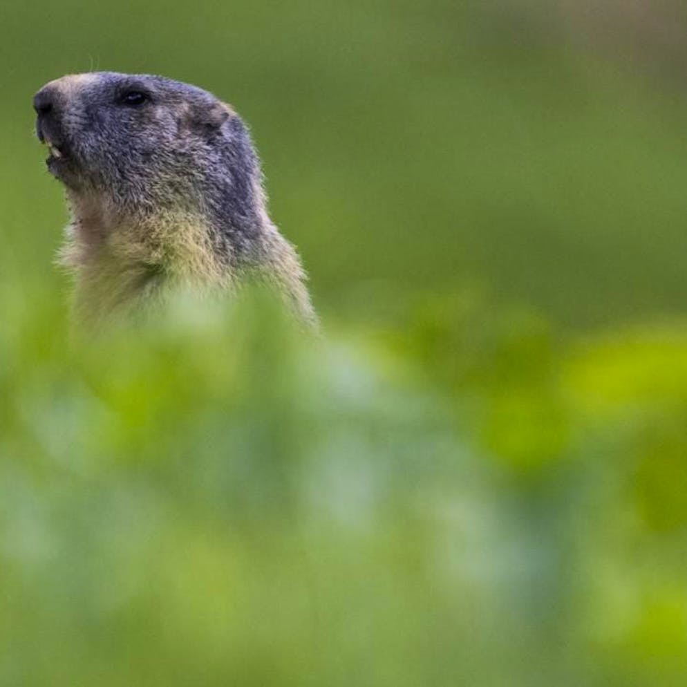 Protection animale. Le WWF désigne les gagnants et perdants 2025 du règne animal