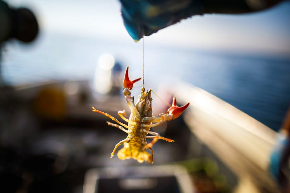 Un gambero d'acqua dolce pescato nel lago di Ginevra.
