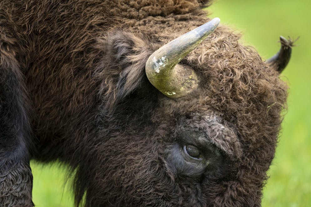 Il bisonte europeo, oggi presente solo in recinti nel Giura solettese, potrebbe presto vedere aumentare la propria presenza in Svizzera.